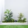 Green spring grass