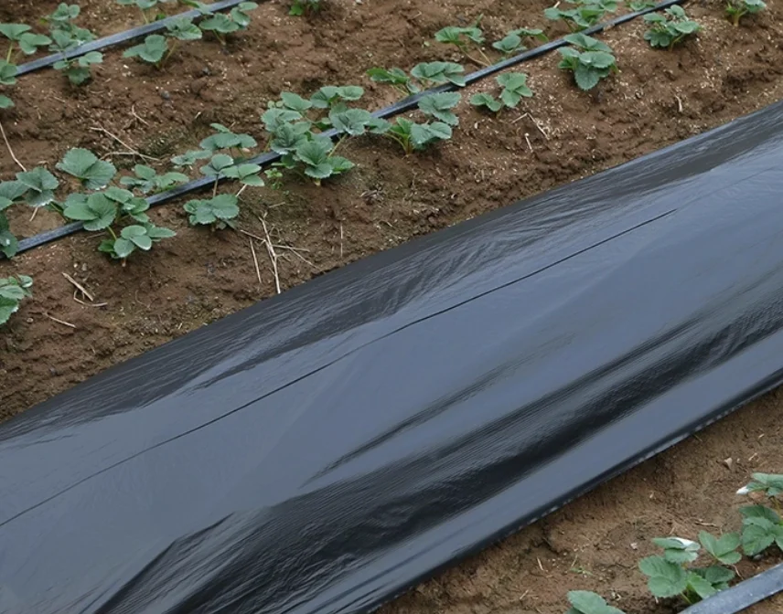 Black Mulch Film