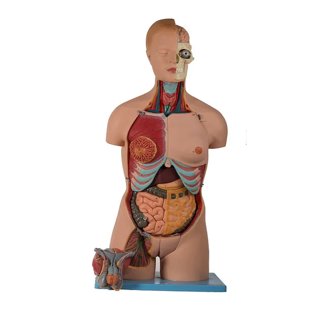 Human Body Dual Sex Torso Model - 20-Part Anatomical Human Model
