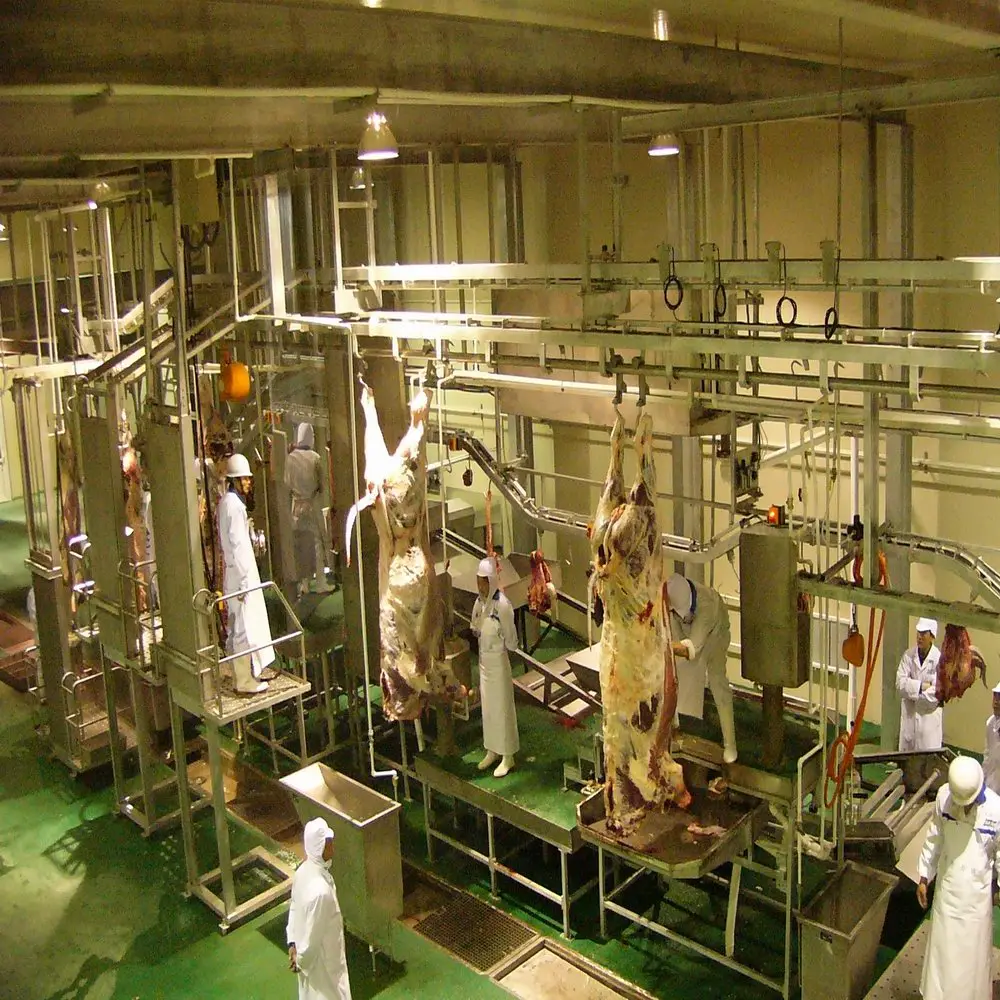 Beef processing in cattle slaughterhouse with equipment with slaughtering machinery
