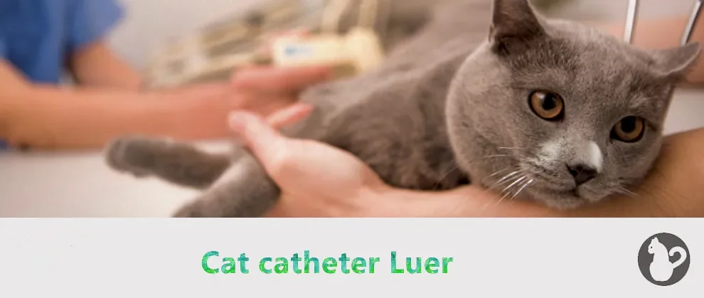 View of Caphstion Pet Urine Catheter With Probe Cat Urinary
