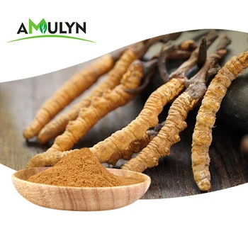 Amulyn Health Supplement Cordyceps Sinensis Militaris Mushroom Extract ...