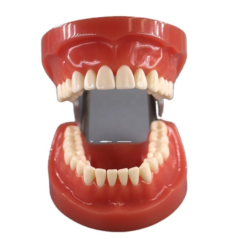 Student Practice Nissin 200 Type Teeth Jaw Dental Model| Alibaba.com