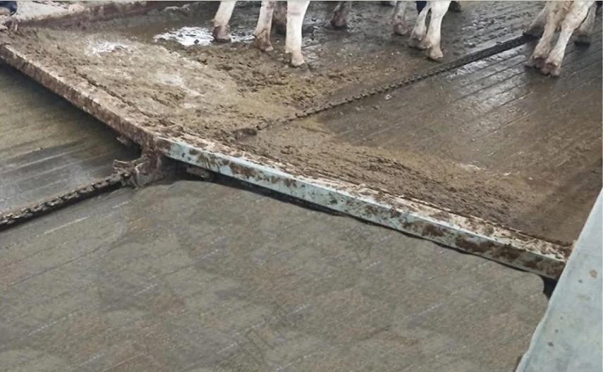 Cattle Cow Farm  Manure Scraper Automatic System High Quality Farm Use Automated Manure Removal Systems