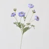 Viola