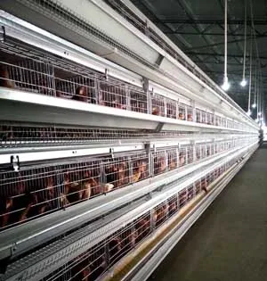 Poultry Farming Equipment Manufacturer 4 Tiers H Type Parent Chicken Battery Breeder Cage 16