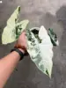 colorato