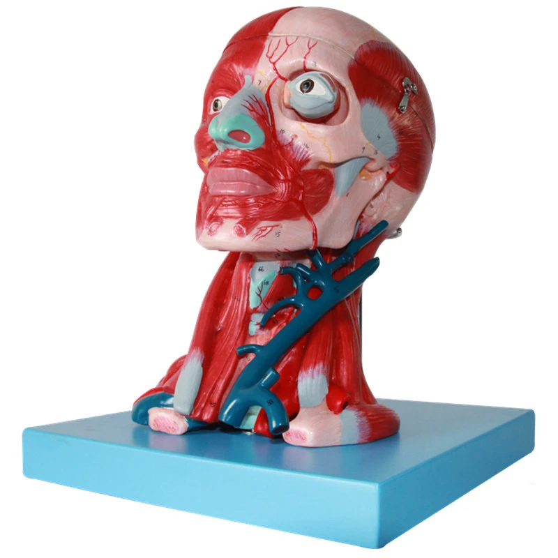 Модель кровеносных сосудов и мозга Sciedu головы шеи модель анатомии лица из ПВХ
