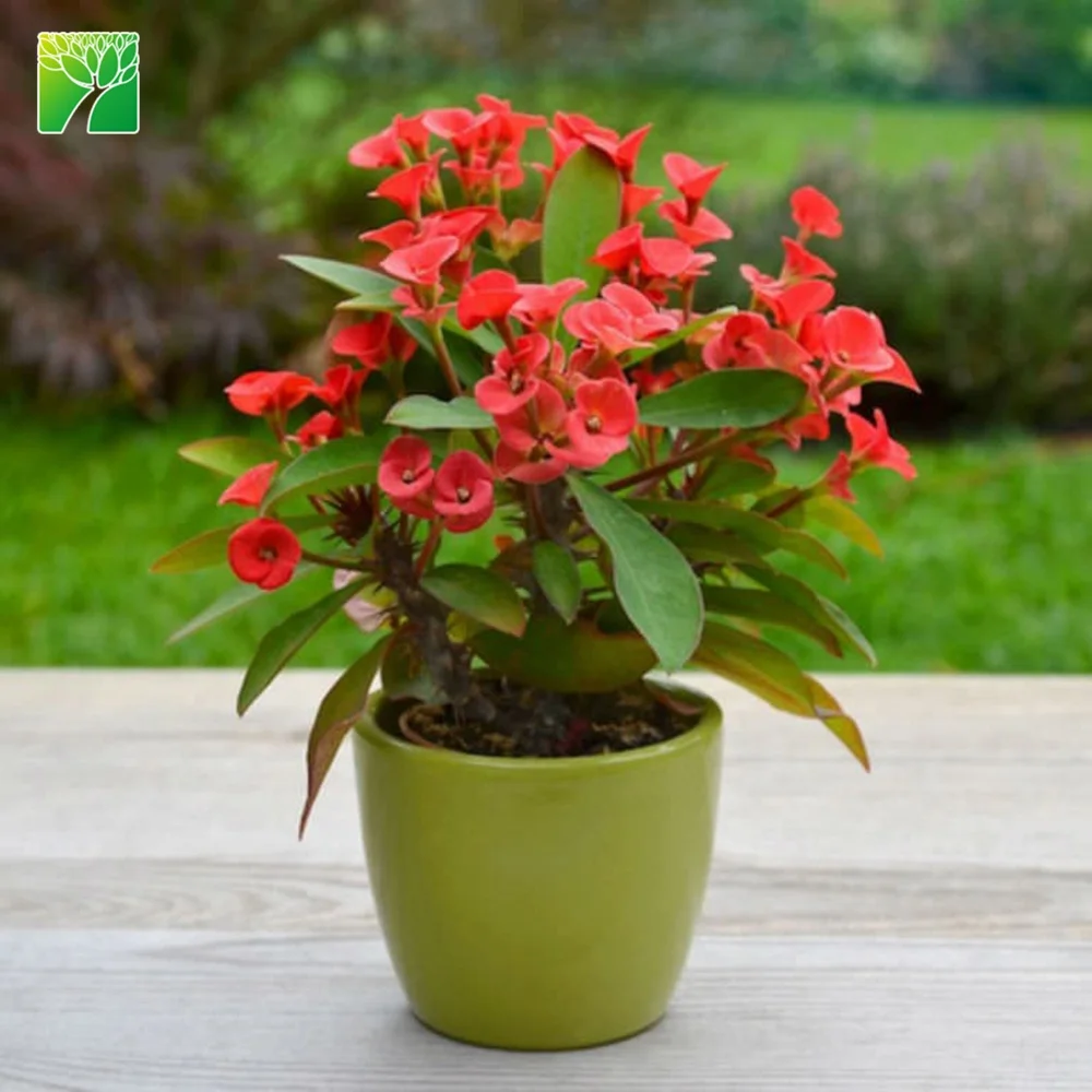 植物農場直販euphorbia Milii熱帯花植物キリスト植物 Buy 熱帯の花植物 キリスト植物 熱帯植物 Product On Alibaba Com