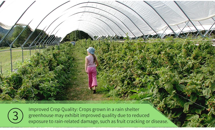 Economical Multispan Rain Shelter Greenhouse with Hot Galvanized Steel Frame for Kiwi Growing