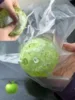 Green Apple Paradise -6cm
