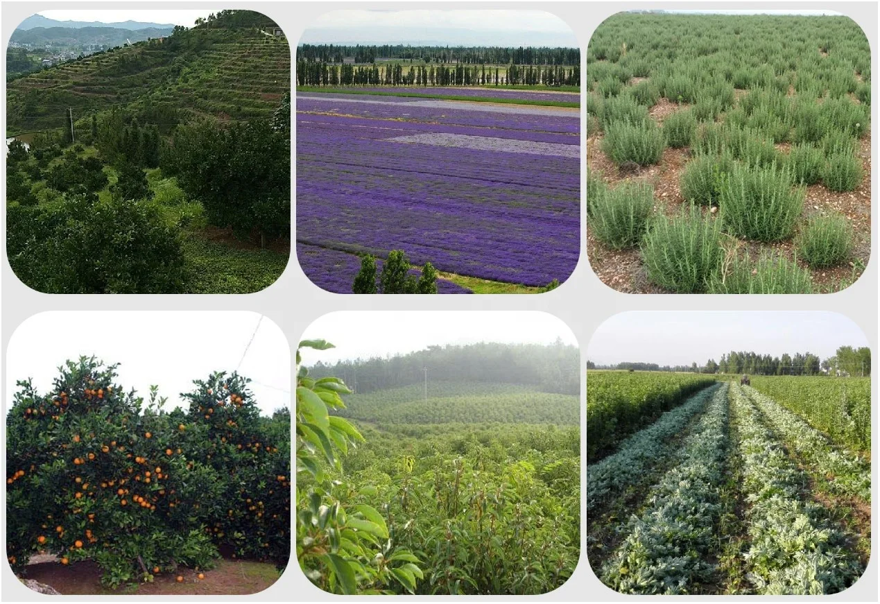 Borui wholesale gallon bulk price organic 100% pure natural tea tree essential oil