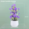 Viola