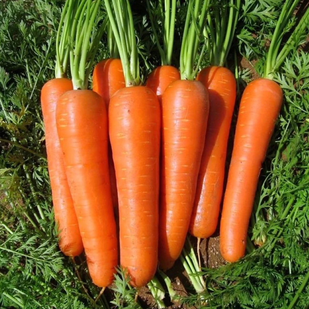 Top Grade Wholesale Supply Organic Planting Fresh Vegetables Wholesale Carrot Fresh Red Carrot 10kg Paper Carton Lowest Price