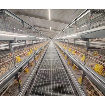 Factory Directly Sale Automatic H Type Baby Chicks Brooding Pullet Battery Cages with Drinking Water Equipment