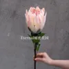 Pink King Protea
