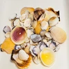mixed shells