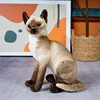 Gatto siamese accovacciato
