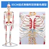 85cm bilateral colored [hanging intervertebral disc] muscle