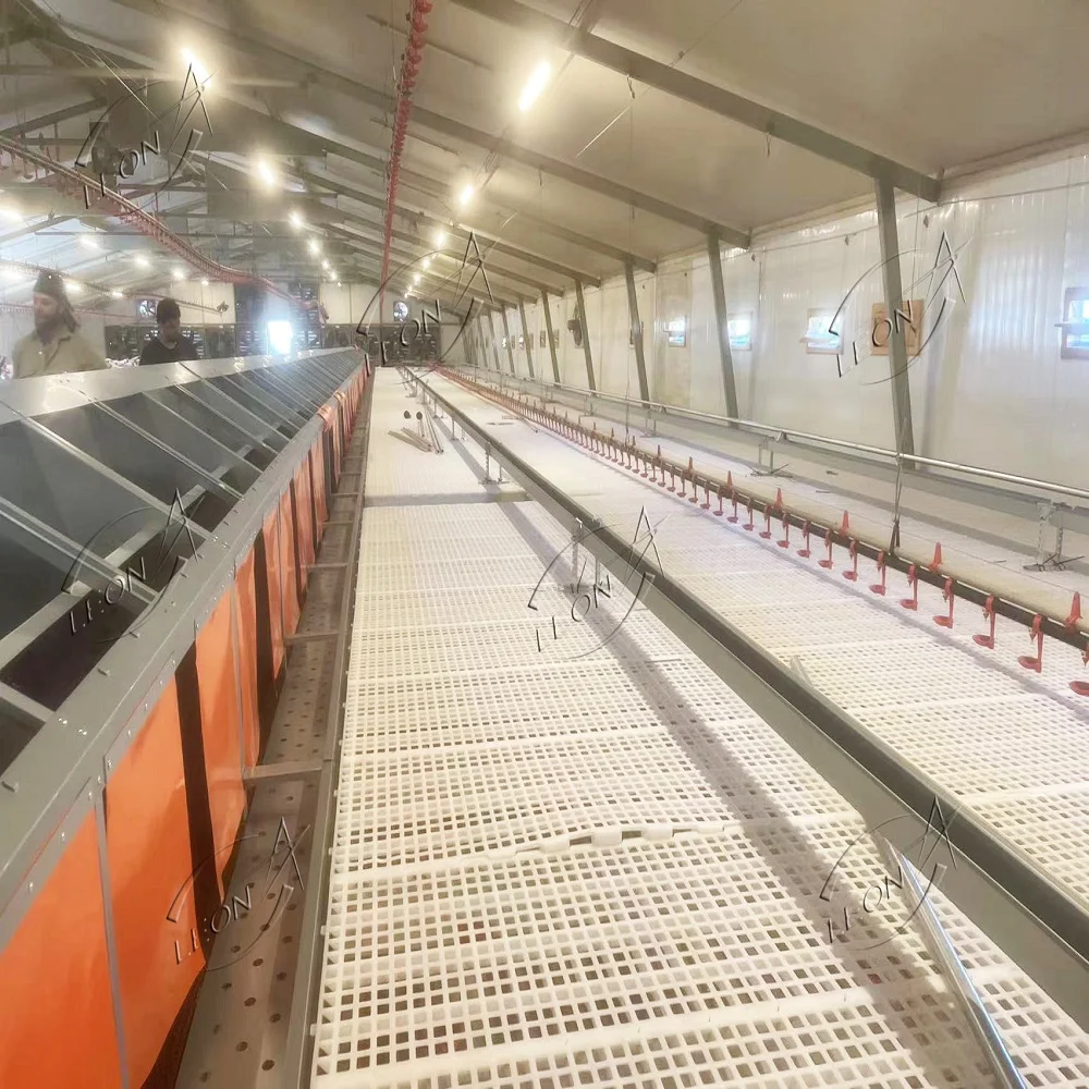 Automatic Chicken Chain Feeding System Poultry Feeder Chain Automatic Layer Poultry Equipment
