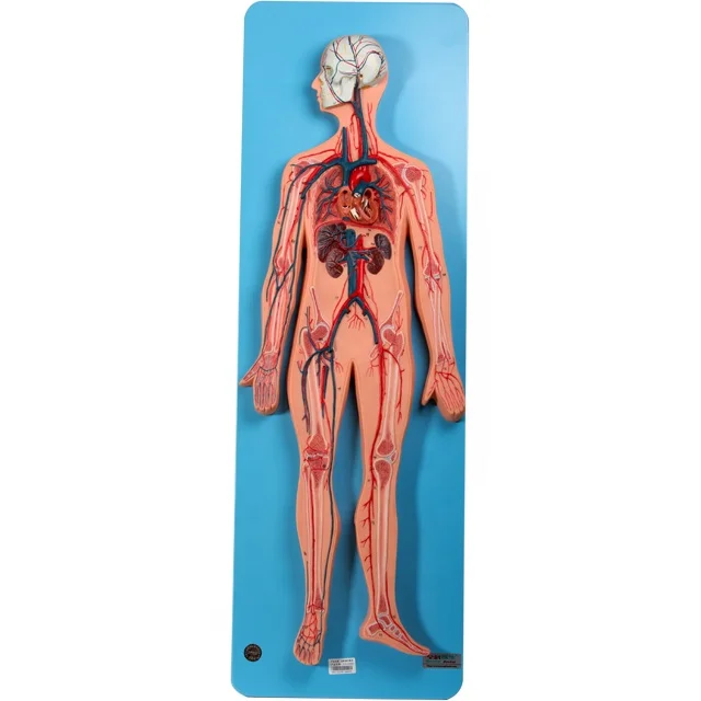 Gd/a16001 Sistema Circulatorio Con Las Arterias Y Las Venas Modelo (modelo  Anatómico) - Buy Modelo De Arterias Y Venas,Modelo Anatómico,Modelo De Sistema  Circulatorio Product on 