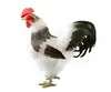 Hen1