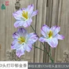 3-head printed tulip GFG light purple