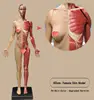 60 cm: pelle femminile: colore carne PU: invia disegno anatomico