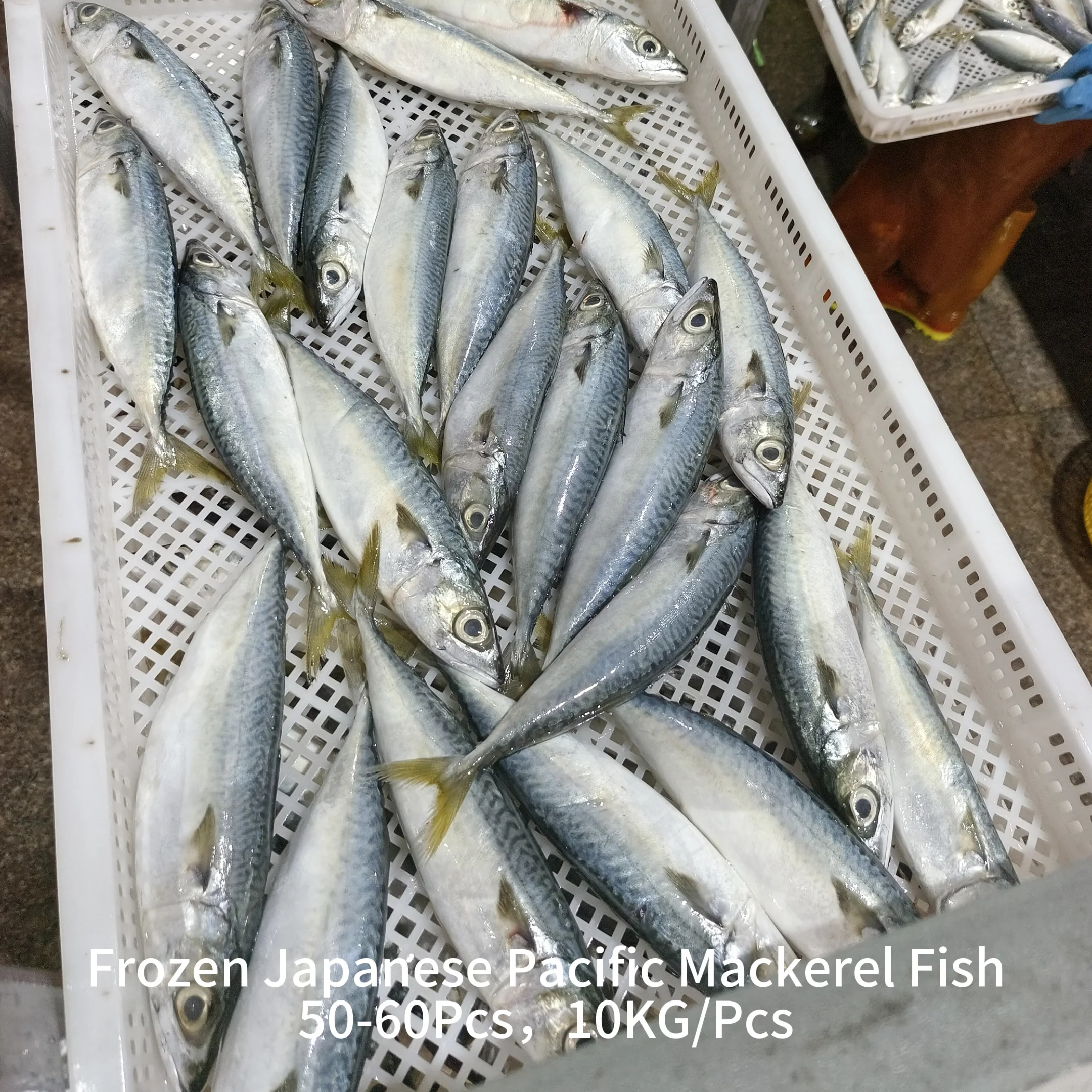 Frozen Atlantic Mackerel Fish Eat Seafrozen Fresh Best Price Buy