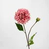 Dahlia européen rose foncé