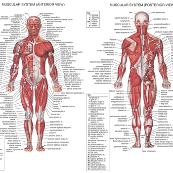 Custom Licensed Educational Plastic 3D Medical Anatomical Wall Chart muscular system Poster the Muscular System poster