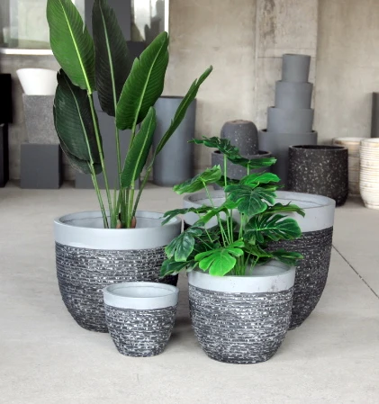 jade plant in pot Lucky Jade Plant with Medium Self Watering Pot