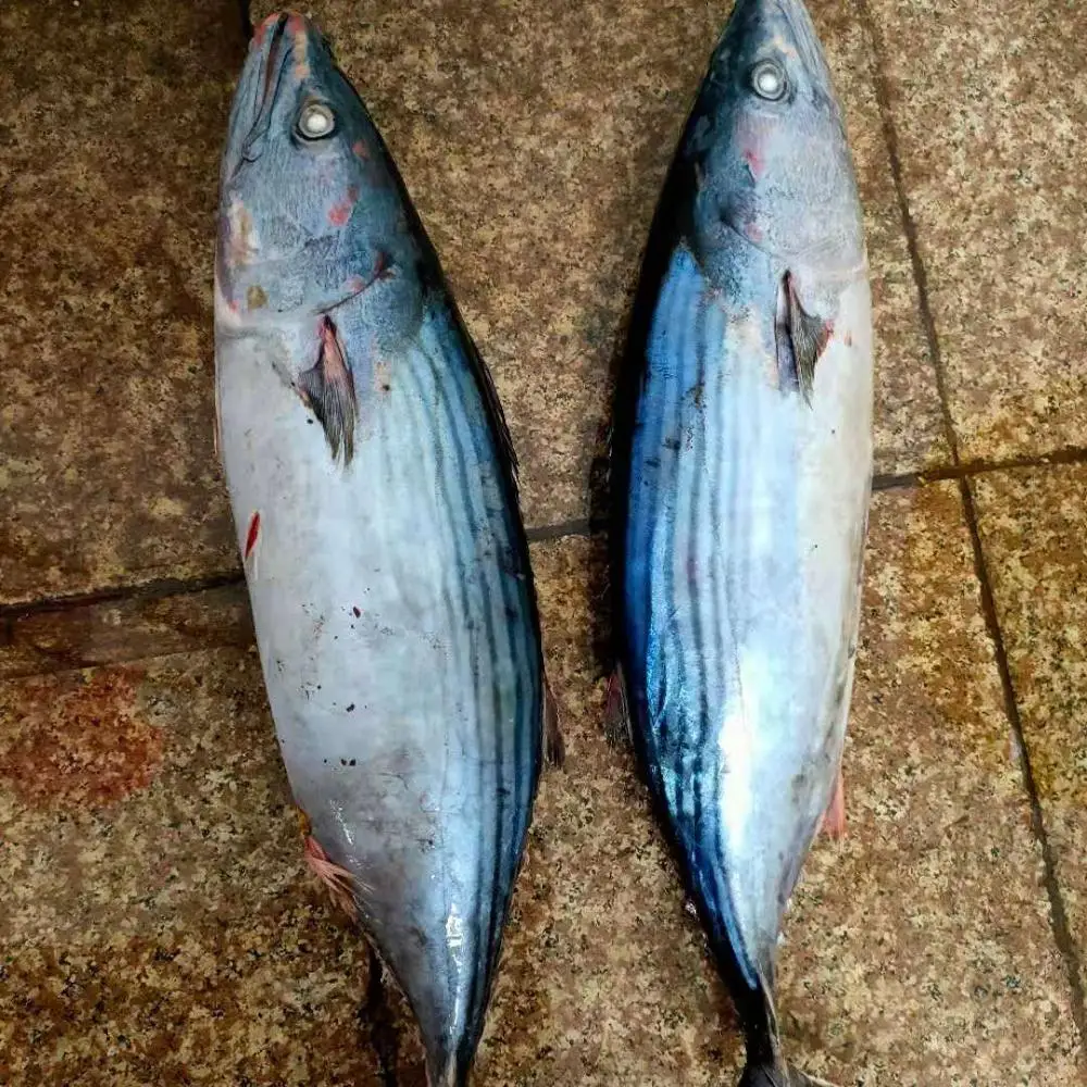 hot selling frozen striped bonito fish tuna for market