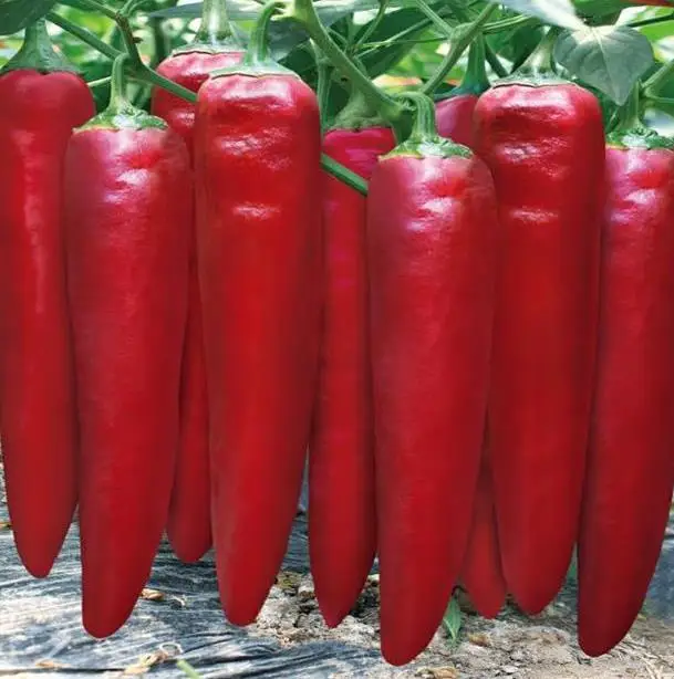 Lowest price China supplier  hot red  f1 pepper seeds