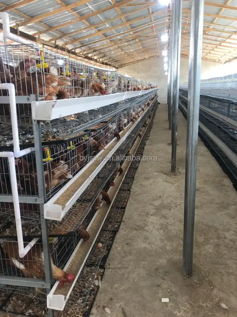 Battery Cages for Poultry Chicken Layer H Type - BAIYI