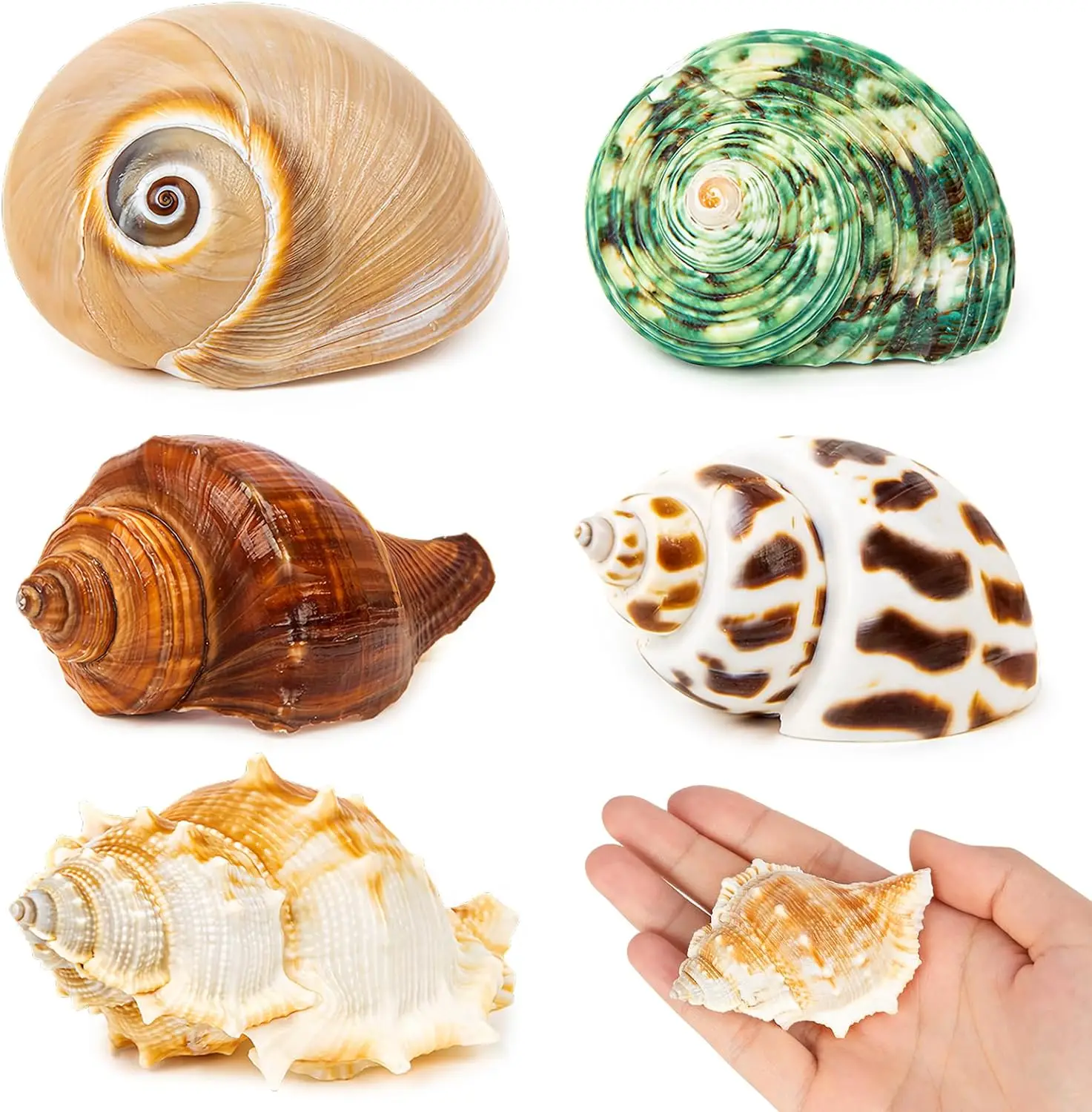 5PCS Hermit Crab Shells - Natural Sea Snail Turbo Seashells
