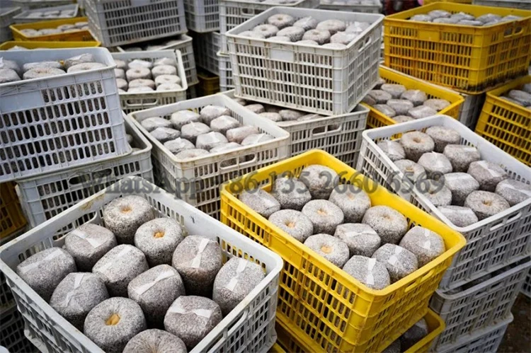 Lions Mane Mushroom Substrate Bagging Inoculation Stick Inserting Machine Mushroom Growing Bag Filling Machine