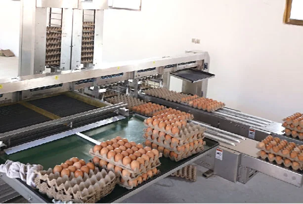 Great Farm Hot Sale Efficient Automatic Egg Sorting Line Automatic Egg Grading Machine with Conveyor Belt for Chicken Layer Farm