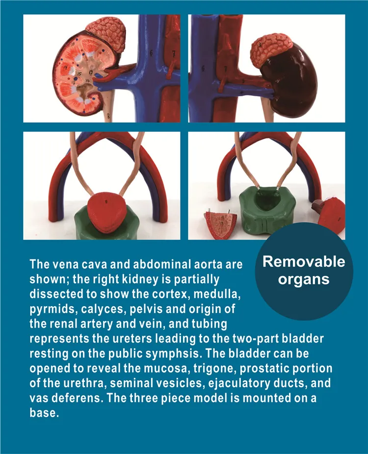 Human Urinary System Model Female And Male Urinary System Model - Buy ...