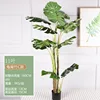 1.6M Monstera deliciosa, Model C