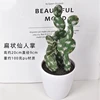 Flat cactus
