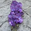 #4 morado azul