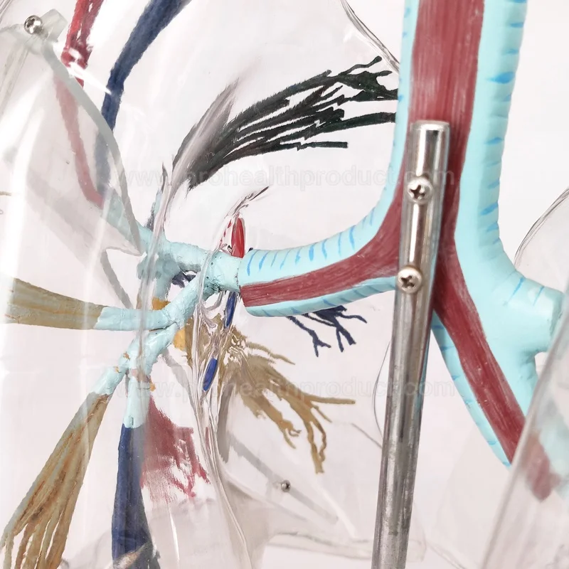 Transparent Human Lung Model for Teaching