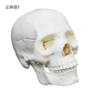 15 parts white skull