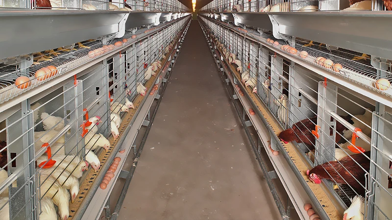 Poultry Rack Design Poultry Farming Equipment - Durable Chicken House Designs