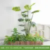Aa modèle-tortue feuille-plante verte aménagement paysager