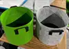 Apple Green (Black Background)