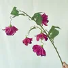 Mei hui lantern flower deep purple