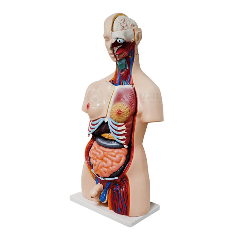SY-N018 Sexless Torso Model - 85cm Medical Anatomy Teaching