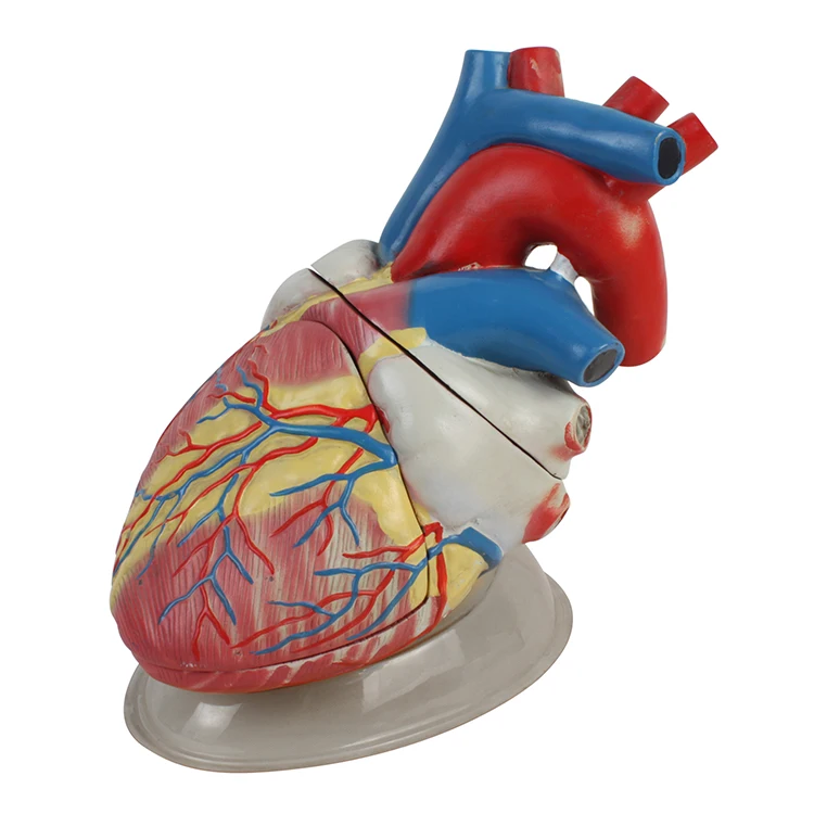 Modelo De Corazón Humano Anatómico Grande 3d Médico,5 Veces,3 Piezas,Para  Estudiantes De Medicina - Buy Corazón Modelo Corazón Modelo Anatómico  Humanos Gran Corazón Modelo Anatómico Product on 